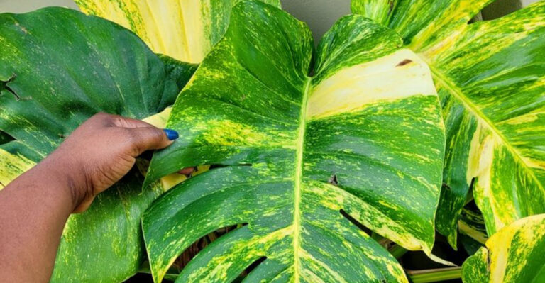 16 Plants That Look Like You Watered Them with Gold