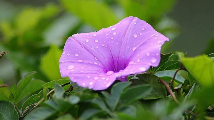 16 Plants That Seem Like a Good Idea (Until They Take Over Everything)