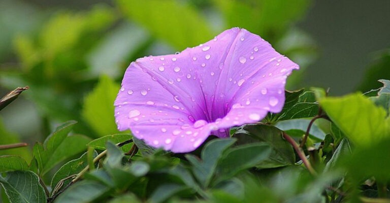 16 Plants That Seem Like a Good Idea (Until They Take Over Everything)
