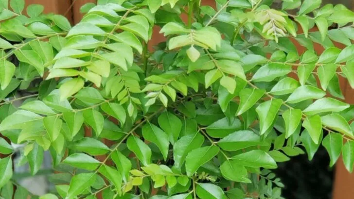 16 Plants That Smell Like Fresh Citrus—Even When They’re Not in Bloom