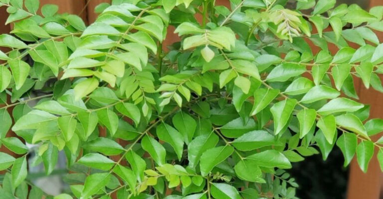 16 Plants That Smell Like Fresh Citrus—Even When They’re Not in Bloom