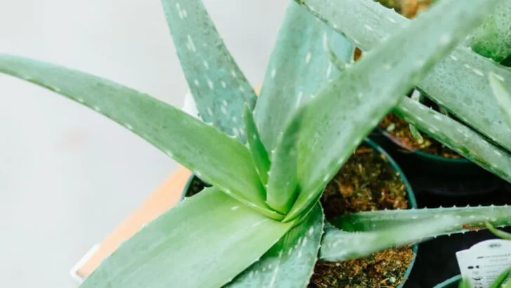16 Plants That Survived 30 Days of Neglect (And Look Better Than Ever)