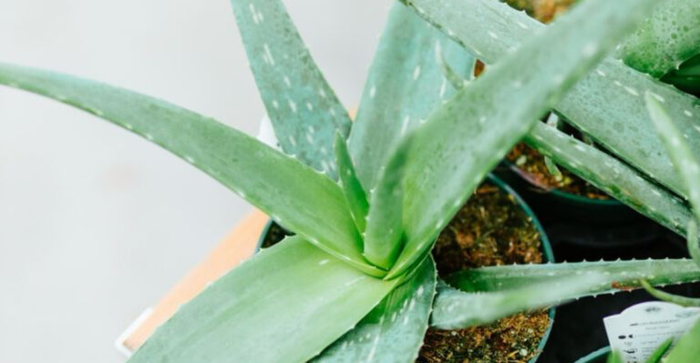 16 Plants That Survived 30 Days of Neglect (And Look Better Than Ever)