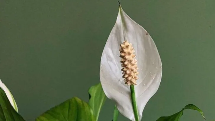 16 Plants That Survived My Neglect—and Somehow Thrived