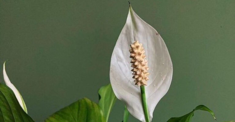 16 Plants That Survived My Neglect—and Somehow Thrived