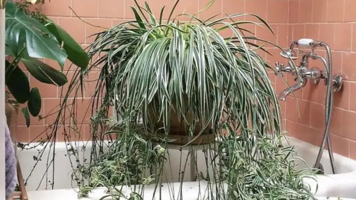 16 Plants That Turn Bathrooms Into Mini Jungles