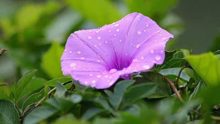 16 Popular Plants That Cause More Trouble Than They’re Worth (And What to Plant Instead)