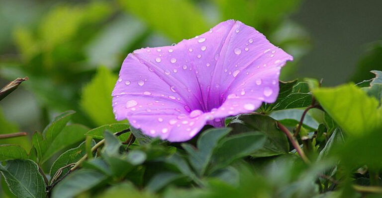 16 Popular Plants That Cause More Trouble Than They’re Worth (And What to Plant Instead)