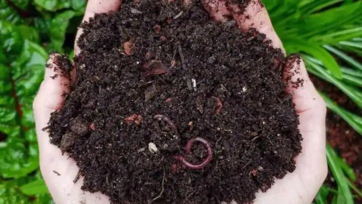 16 Reasons to Never Throw Away Coffee Grounds (Your Garden Will Thank You)
