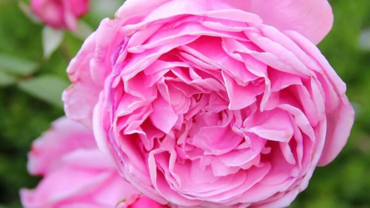 16 Roses So Gorgeous They Look Fake (But Are Totally Real)