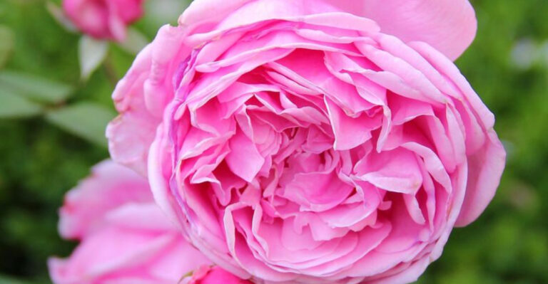16 Roses So Gorgeous They Look Fake (But Are Totally Real)