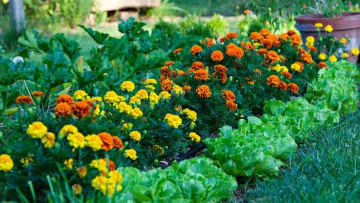 16 Safe, Plant-Based Solutions to Common Garden Problems