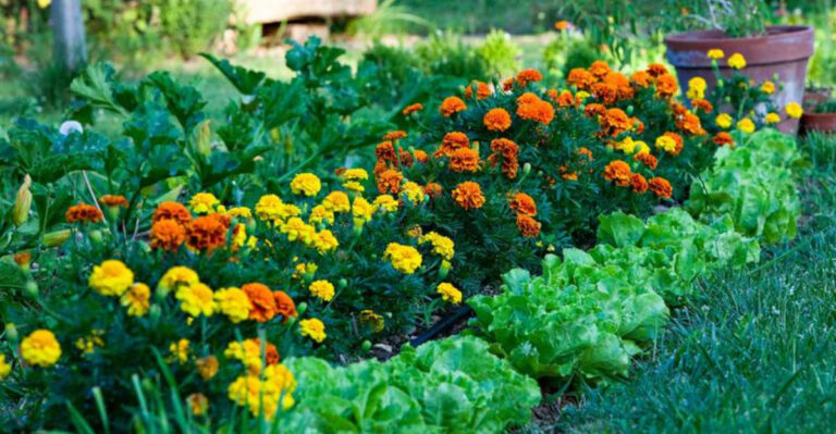 16 Safe, Plant-Based Solutions to Common Garden Problems