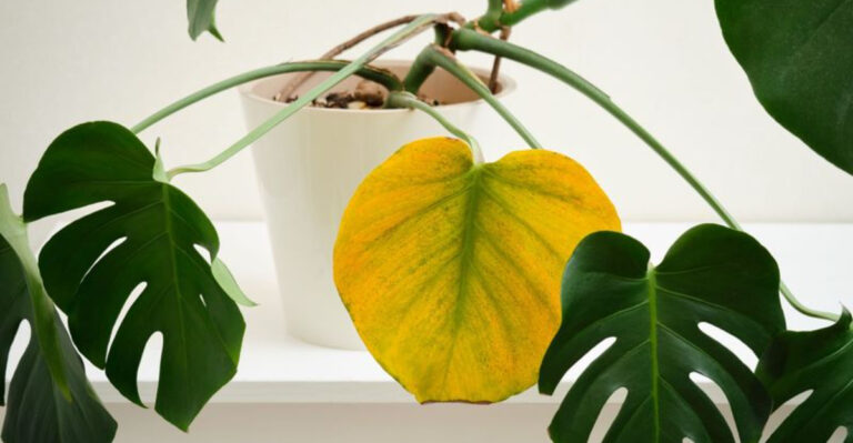 16 Secrets Plant Shops Don’t Tell You (But We Will)