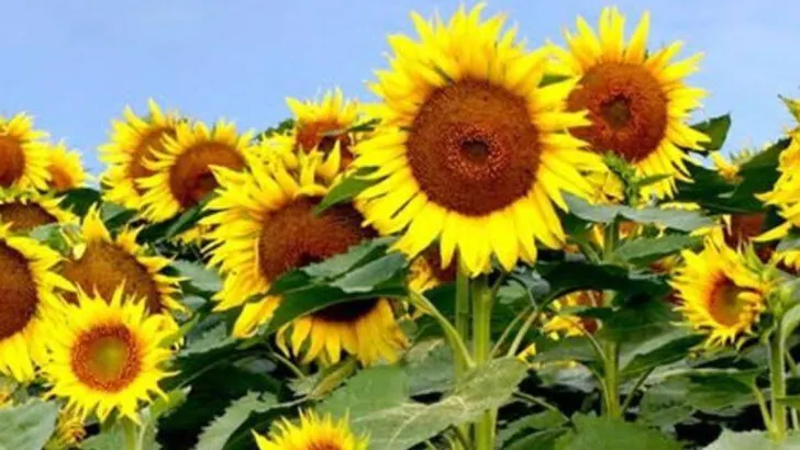 16 Self-Seeding Plants That Come Back Every Year Without Fuss