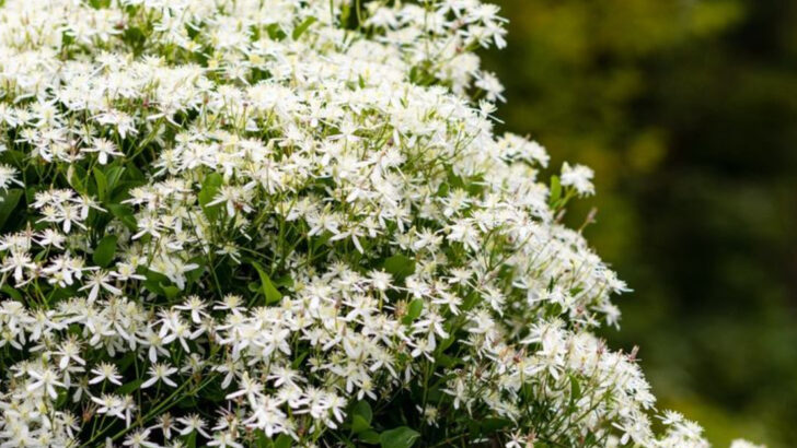 16 Shade-Loving Vines That Bloom Like They’re in Full Sun