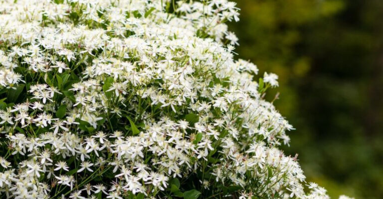 16 Shade-Loving Vines That Bloom Like They’re in Full Sun