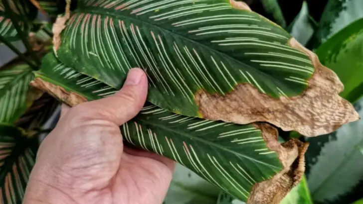 16 Signs Your Plant Is Screaming for Help (And What to Do About It)