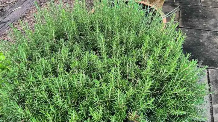 16 Surprising Plants That Help Keep Bugs Out (No Chemicals Needed)