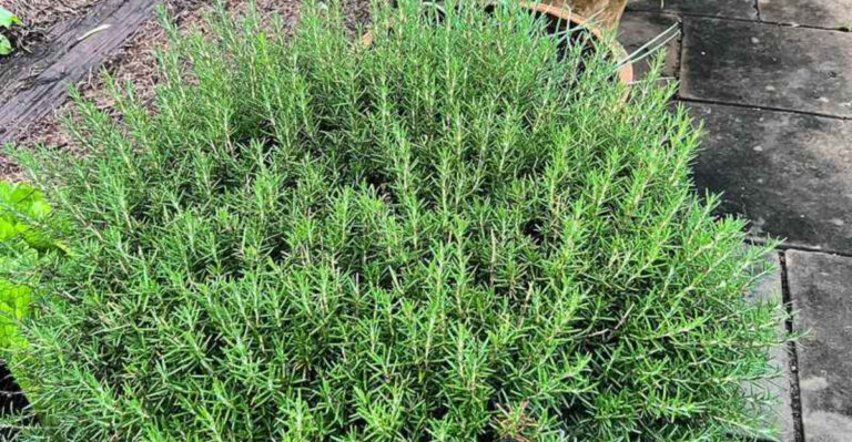 16 Surprising Plants That Help Keep Bugs Out (No Chemicals Needed)