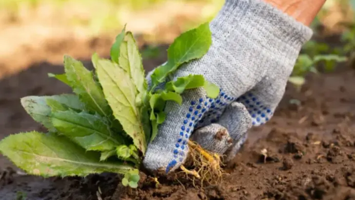 16 Things Gardeners Secretly Hate Doing