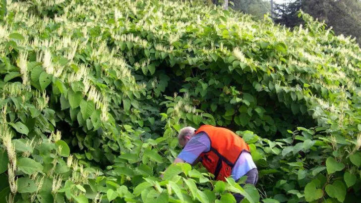 16 Things in Your Backyard That Are Quietly Killing Your Plants