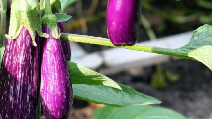 16 Vegetables That Keep Producing All Summer Long