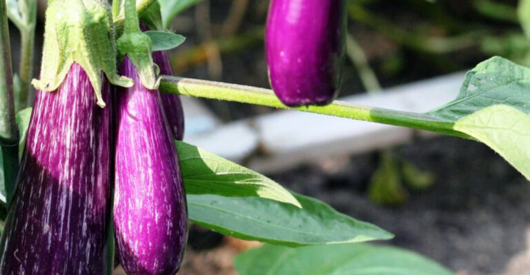 16 Vegetables That Keep Producing All Summer Long