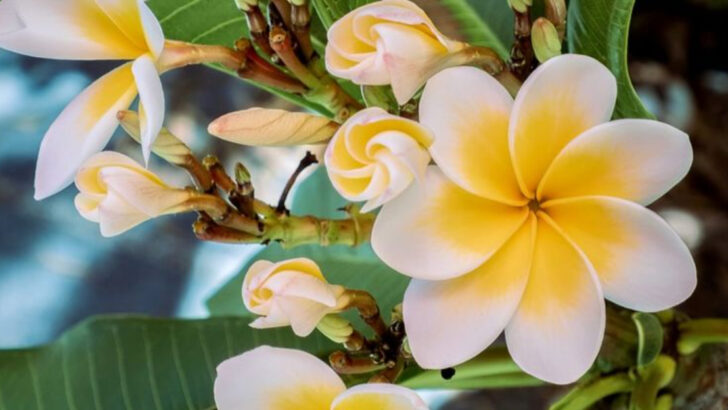 17 Backyard Flowers That Basically Smell Like Vacation in Bloom