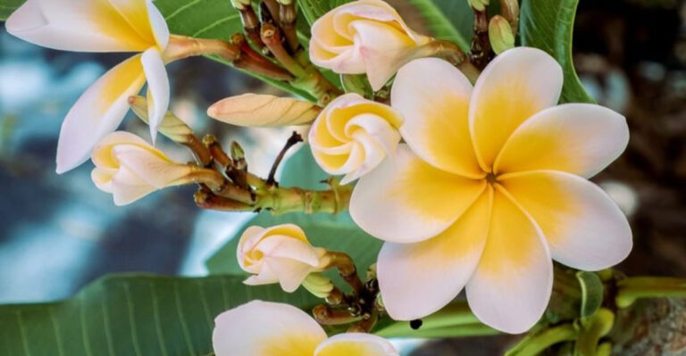 17 Backyard Flowers That Basically Smell Like Vacation in Bloom