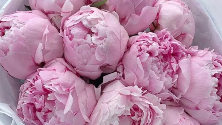 17 Backyard Flowers That Make You Feel Like You’re in a French Perfume Ad