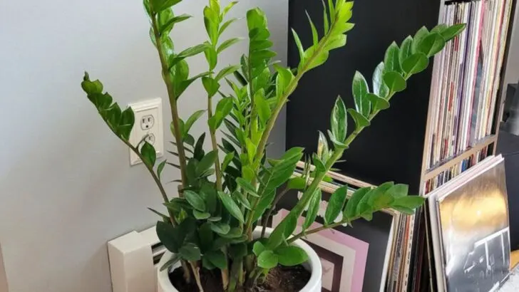 17 Budget Plants That Will Outlive Every Fancy One You’ve Bought