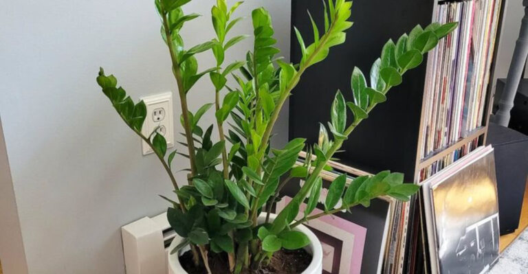 17 Budget Plants That Will Outlive Every Fancy One You’ve Bought