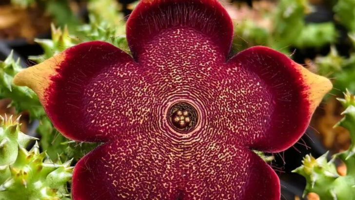 17 Cactus and Succulent Species That Actually Flower Spectacularly