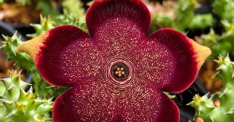 17 Cactus and Succulent Species That Actually Flower Spectacularly