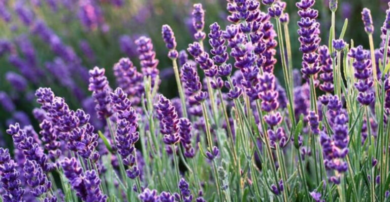 17 Culinary Herbs That Boost Mood, Memory, and Metabolism