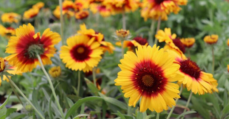 17 Drought-Proof Plants That Bloom Without Fuss