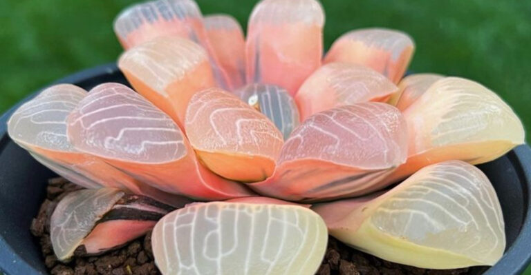 17 Easy Plants to Propagate from a Single Leaf