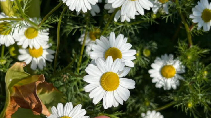 17 Edible Flowers That Are Too Pretty Not to Grow