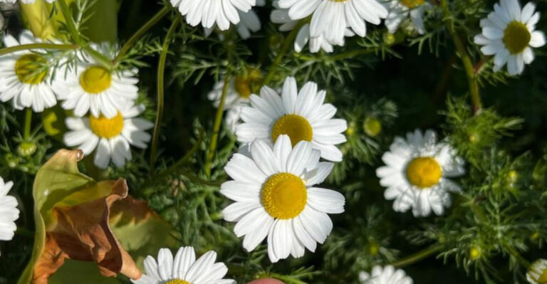 17 Edible Flowers That Are Too Pretty Not to Grow