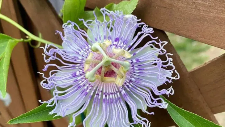 17 Fast-Growing Vines That Hide Ugly Fences and Walls in No Time