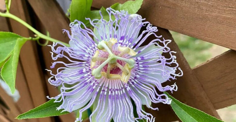 17 Fast-Growing Vines That Hide Ugly Fences and Walls in No Time