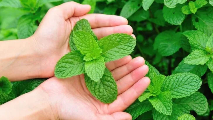 17 Fast Spreaders That Can Ruin Your Garden Layout (And What to Grow Instead)