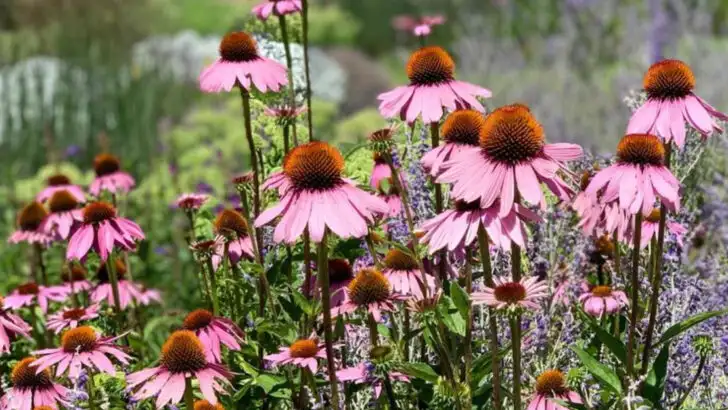 17 Flowers That Attract More Bees Than a Beehive