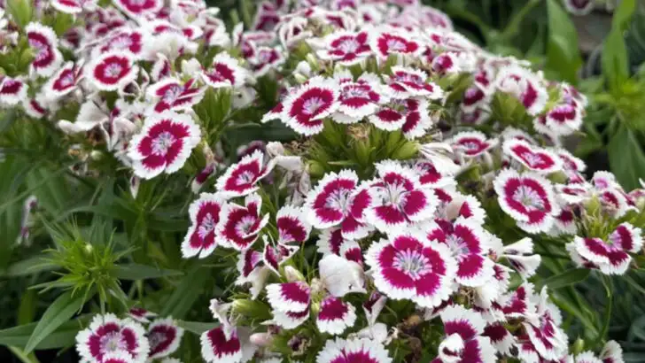 17 Flowers That Look Fragile But Survive Intense Summer Heat