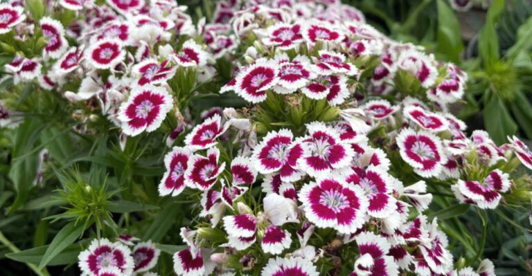17 Flowers That Look Fragile But Survive Intense Summer Heat