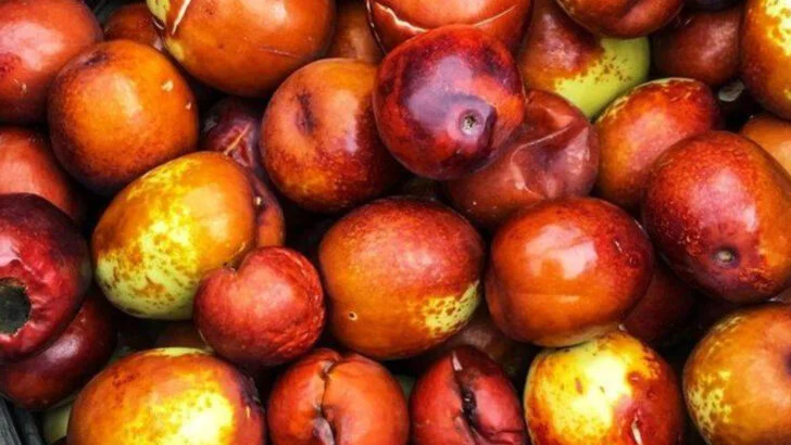 17 Forgotten Fruits Americans Once Grew in Every Backyard (But Don’t Anymore)