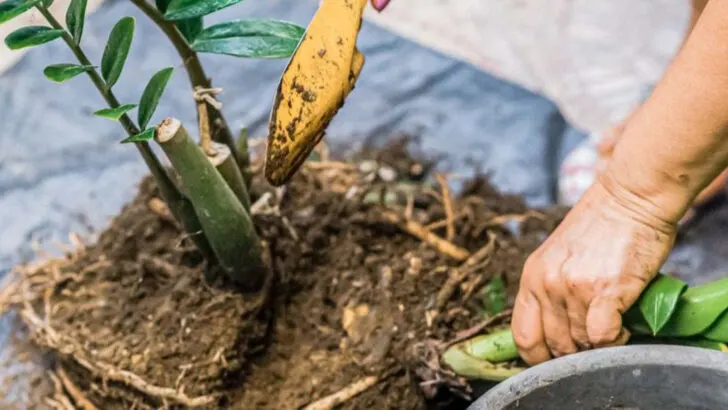 17 Forgotten Gardening Skills That Might Matter More Than Ever