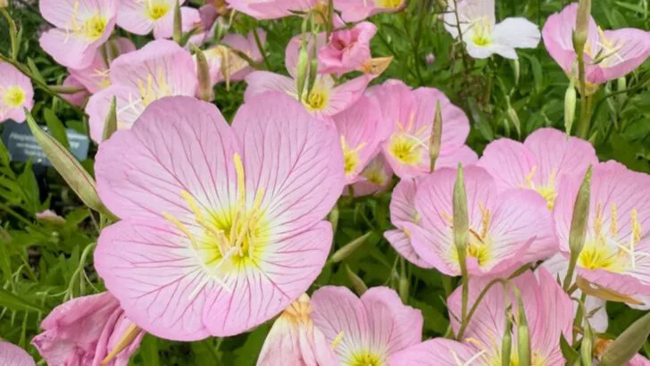 17 Fragrant Flowers That Bloom Strongest on Hot Summer Nights