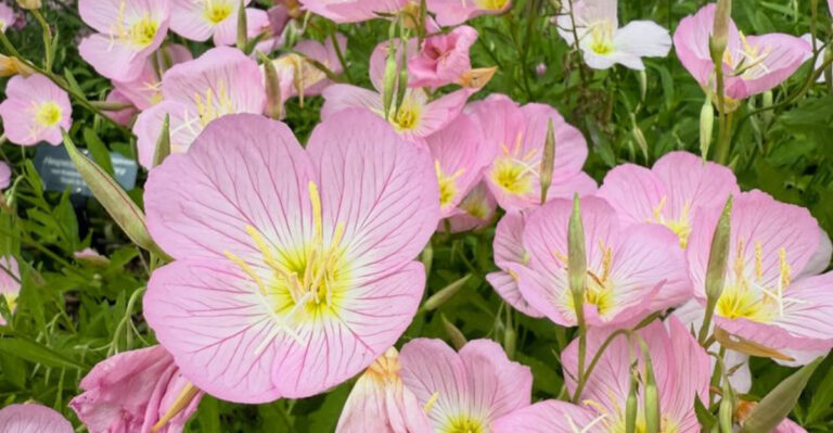 17 Fragrant Flowers That Bloom Strongest on Hot Summer Nights